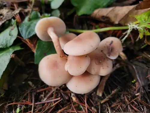 Chestnut Brittlestem (Homophron spadiceum), photo