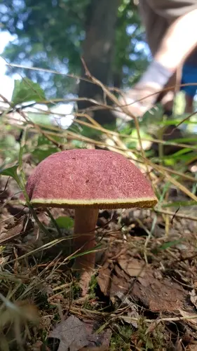 Field Bolete (Hortiboletus campestris), photo