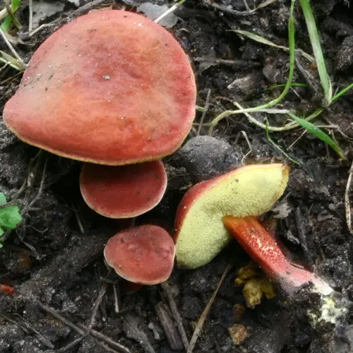 Ruby Bolete (Hortiboletus rubellus), photo