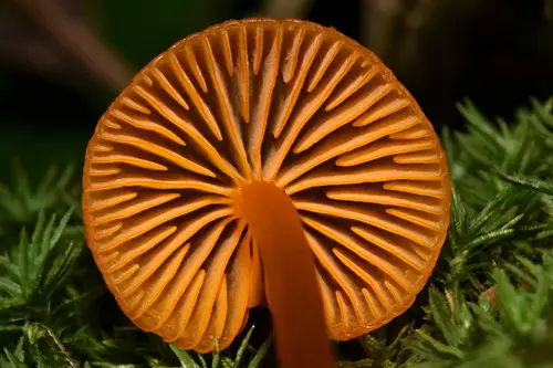 Orange-Gilled Waxycap (Humidicutis marginata), photo