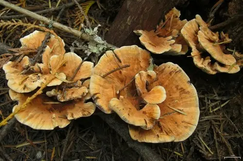 Orange Rough-Cap Tooth (Hydnellum aurantiacum), photo