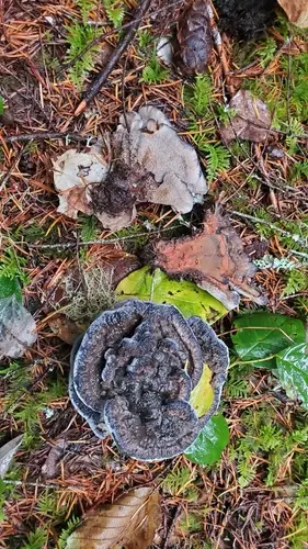 Blue Corky Spine Fungus (Hydnellum caeruleum), photo