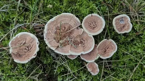 Zoned Tooth (Hydnellum concrescens), photo