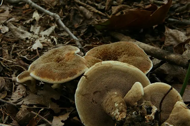 Hydnellum cristatum (Hydnellum cristatum), photo