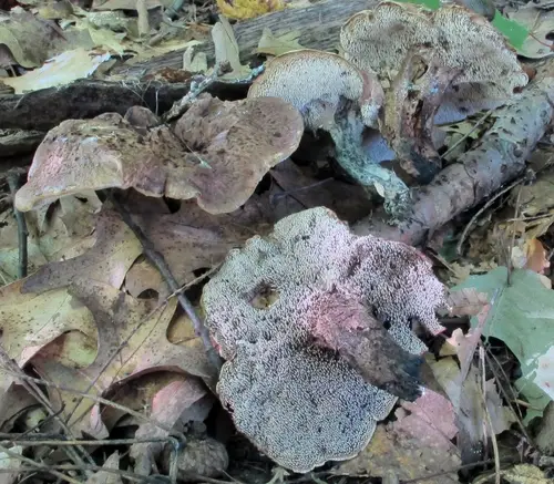 Hydnellum fennicum (Hydnellum fennicum), photo