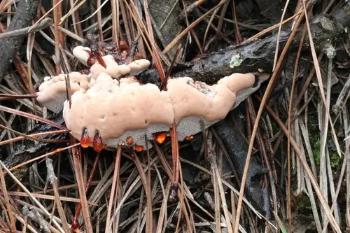 Mealy Tooth (Hydnellum ferrugineum), photo