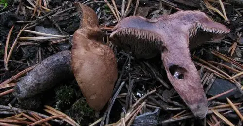 Burnt Spiny Cap (Hydnellum fuligineoviolaceum), photo
