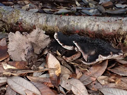 Violet Hedgehog (Hydnellum fuscoindicum), photo