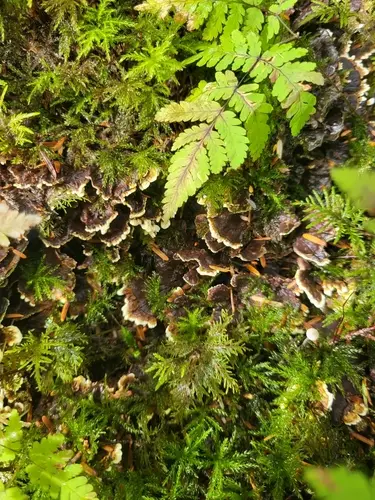 Hydnellum geogenium (Hydnellum geogenium), photo