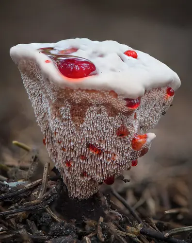 Bleeding Tooth Fungus (Hydnellum peckii), photo
