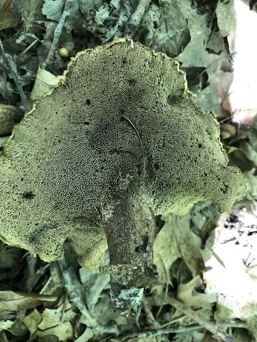 Bitter Tooth (Hydnellum scabrosum), photo
