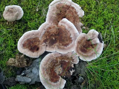 Ridged Tooth (Hydnellum scrobiculatum), photo