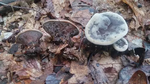 Velvet Tooth (Hydnellum spongiosipes), photo