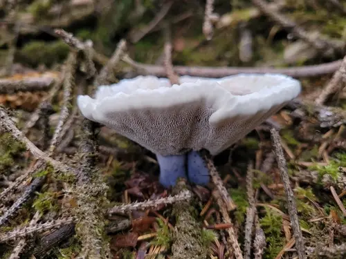 Sweetgrass Tooth (Hydnellum suaveolens), photo