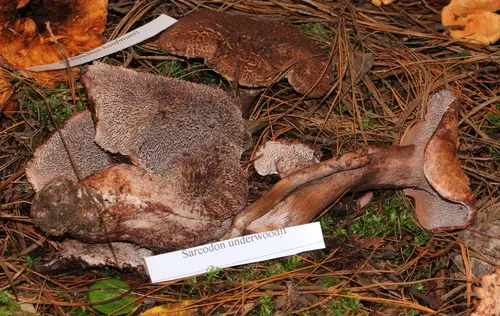 Hydnellum underwoodii (Hydnellum underwoodii), photo