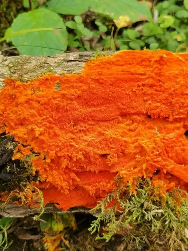 Spreading Yellow Tooth (Hydnophlebia chrysorhiza), photo