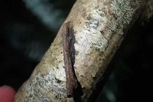 Glue Crust Fungus (Hydnoporia corrugata), photo