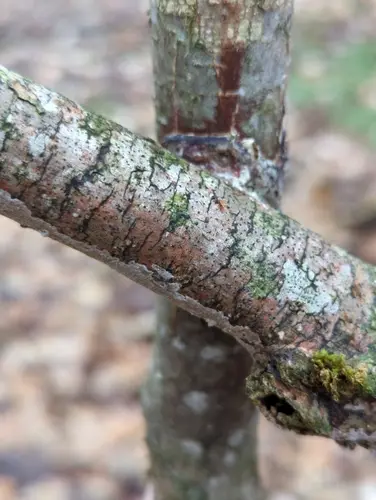 Glue Crust Fungus (Hydnoporia diffissa), photo