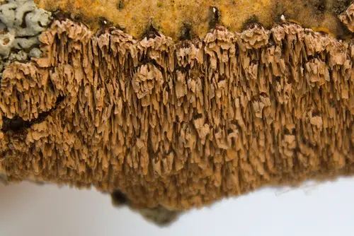 Brown-Toothed Crust Fungus (Hydnoporia olivacea), photo