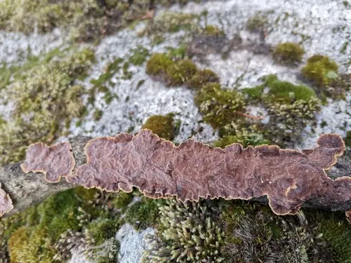 Willow Glue (Hydnoporia tabacina), photo