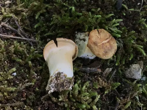 Hydnum aerostatisporum (Hydnum aerostatisporum), photo