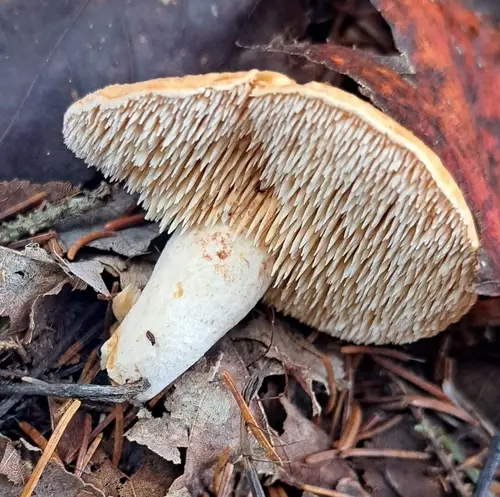 Hydnum cuspidatum (Hydnum cuspidatum), photo