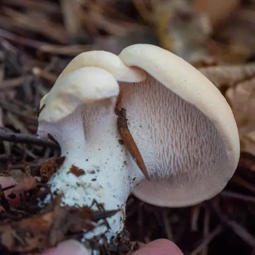 Hedgehog Fungus (Hydnum repandum), photo