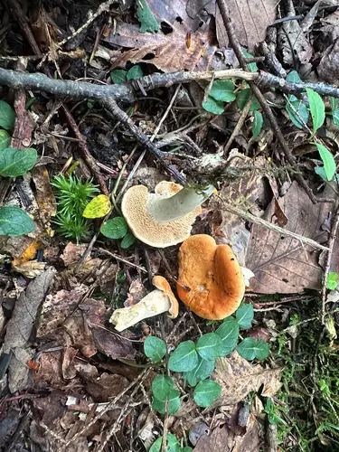 Umbilicate Hedgehog (Hydnum umbilicatum), photo