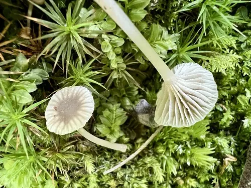 Hydropus praedecurrens (Hydropus praedecurrens), photo