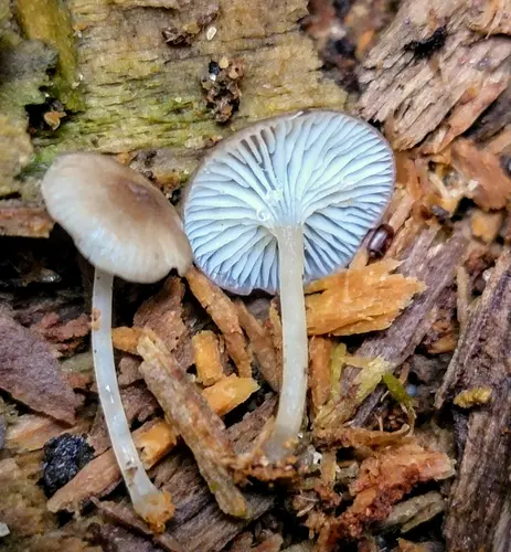 Hydropus rugosodiscus (Hydropus rugosodiscus), photo