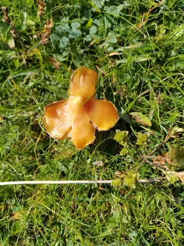 Persistent Waxcap (Hygrocybe acutoconica), photo