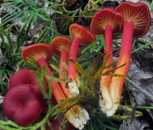 Hygrocybe appalachianensis (Hygrocybe appalachianensis), photo