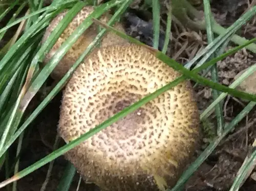 Clustered Waxcap (Hygrocybe caespitosa), photo