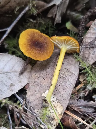 Goblet Waxcap (Hygrocybe cantharellus), photo
