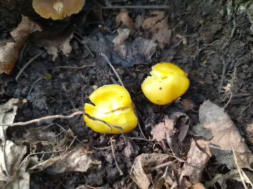 Butter Waxcap (Hygrocybe ceracea), photo