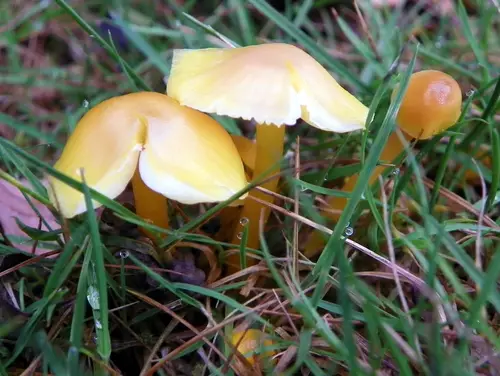 Golden Waxcap (Hygrocybe chlorophana), photo