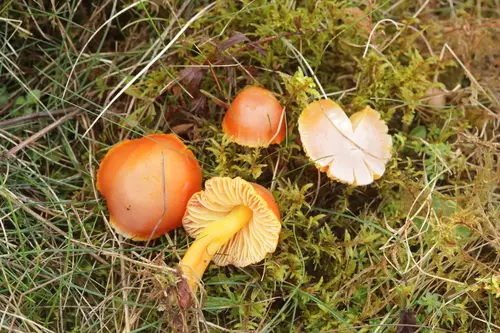 Scarlet Hood (Hygrocybe coccinea), photo