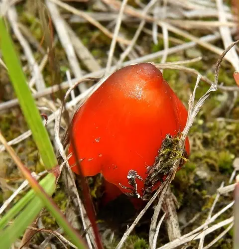 Blackening Wax-Cap (Hygrocybe conica), photo