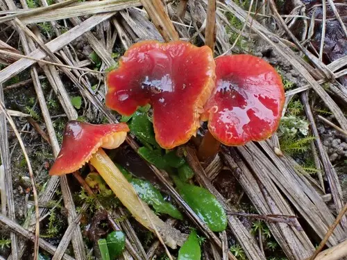 Dune Waxcap (Hygrocybe conicoides), photo