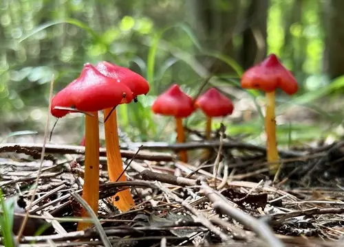 Candy Apple Waxy Cap (Hygrocybe cuspidata), photo