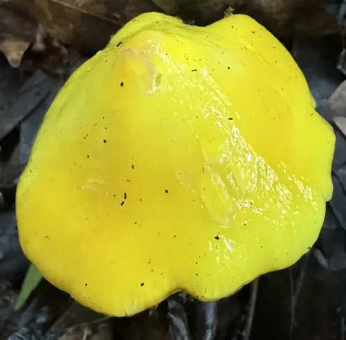 Golden Waxy Cap (Hygrocybe flavescens), photo