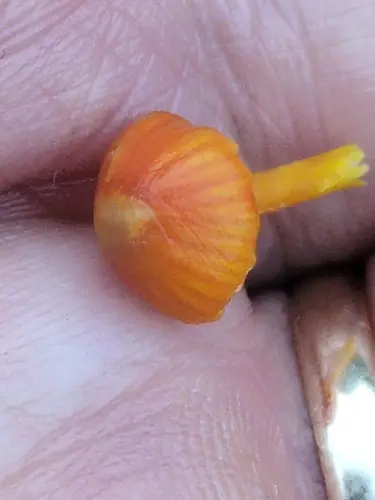 Glutinous Waxcap (Hygrocybe glutinipes), photo