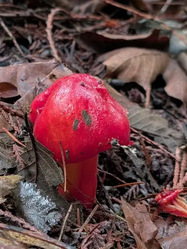 Cherry-Red Waxy Cap (Hygrocybe laetissima), photo