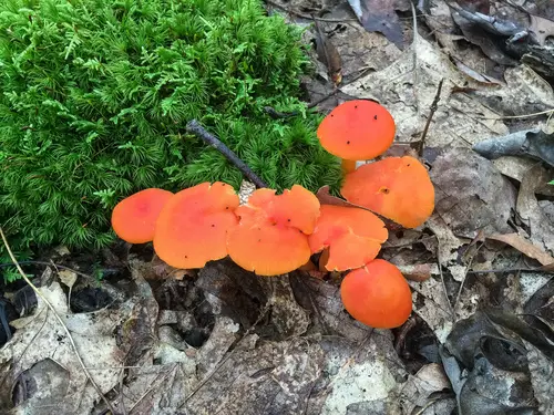 Vermilion Waxcap (Hygrocybe miniata), photo