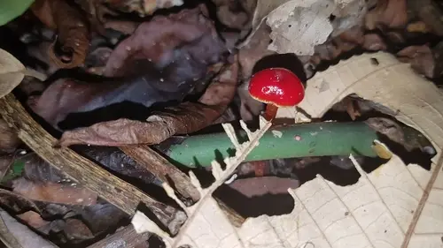 Hygrocybe minutula (Hygrocybe minutula), photo