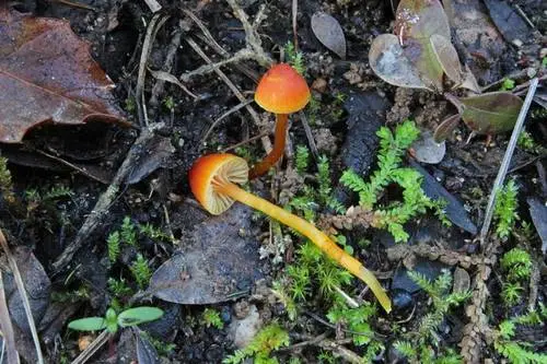 Bitter Waxcap (Hygrocybe mucronella), photo