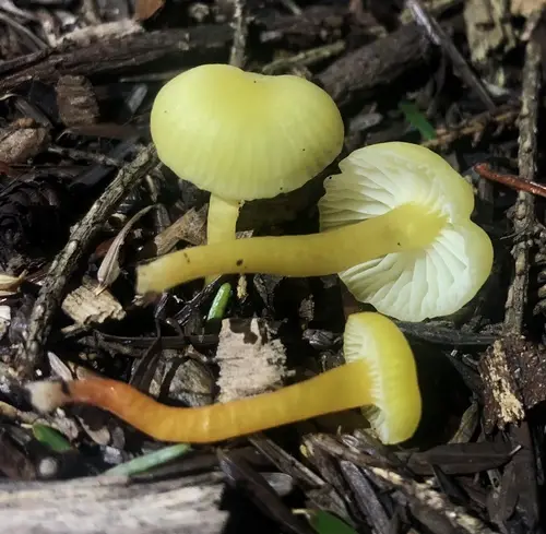 Hygrocybe parvula (Hygrocybe parvula), photo