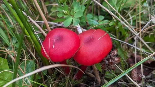 Shadowed Waxcap (Hygrocybe phaeococcinea), photo