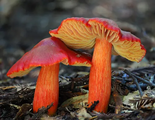 Crimson Wax Cap (Hygrocybe punicea), photo