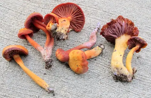 Purple-Gilled Waxy Cap (Hygrocybe purpureofolia), photo